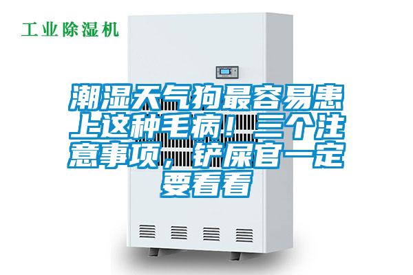 潮濕天氣狗最容易患上這種毛??！三個注意事項，鏟屎官一定要看看