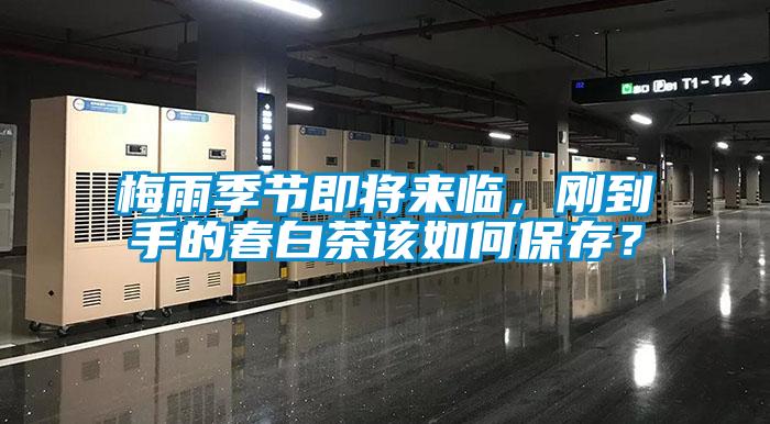梅雨季節即將來臨，剛到手的春白茶該如何保存？