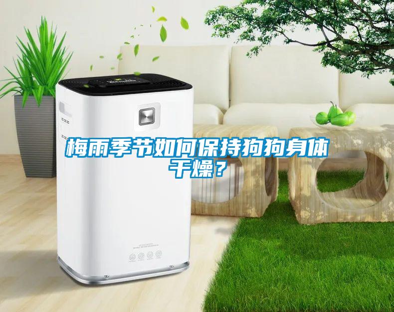 梅雨季節(jié)如何保持狗狗身體干燥？