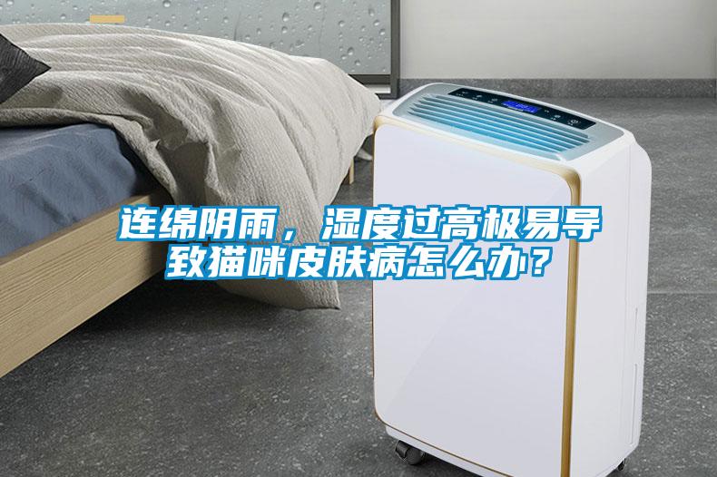 連綿陰雨，濕度過高極易導致貓咪皮膚病怎么辦？