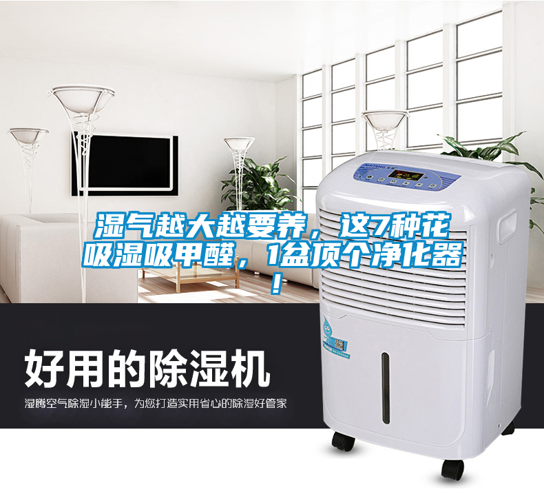 濕氣越大越要養(yǎng)，這7種花吸濕吸甲醛，1盆頂個凈化器！